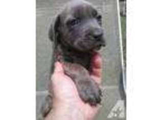 Cane Corso Puppy for sale in FREDERICK, MD, USA