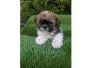 Mutt Puppy for sale in Indio, CA, USA