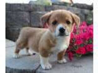 Pembroke Welsh Corgi Puppy for sale in Saint Ignatius, MT, USA