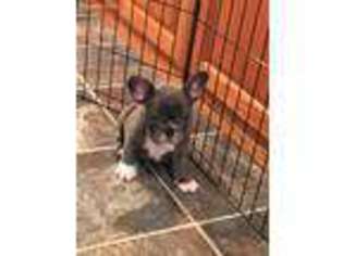 French Bulldog Puppy for sale in Gurdon, AR, USA