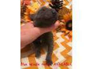 Great Dane Puppy for sale in Holden, LA, USA