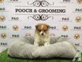 Pomeranian Puppy for sale in ROSEMEAD, CA, USA