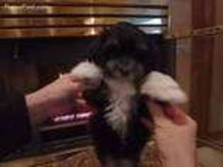 Havanese Puppy for sale in Kennewick, WA, USA
