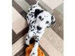 Dalmatian Puppy for sale in Woburn, MA, USA