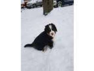 Bernese Mountain Dog Puppy for sale in Three Oaks, MI, USA