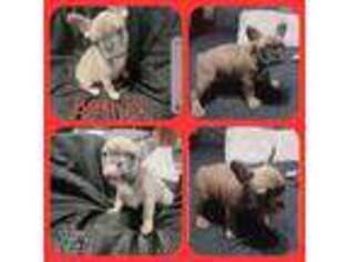 French Bulldog Puppy for sale in Temecula, CA, USA