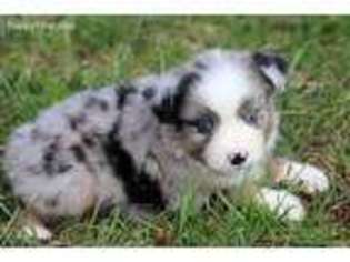 Medium Photo #1 Australian Shepherd Puppy For Sale in El Dorado Springs, MO, USA