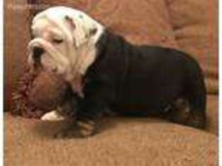 Bulldog Puppy for sale in Pikeville, KY, USA