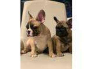 French Bulldog Puppy for sale in Moorestown, NJ, USA