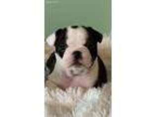 Bulldog Puppy for sale in Greenville, MO, USA