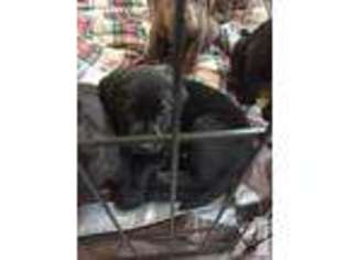 Labrador Retriever Puppy for sale in EL DORADO HILLS, CA, USA