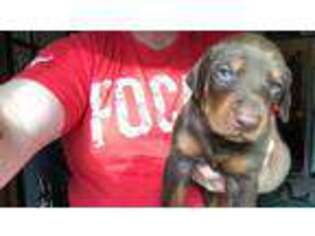 Doberman Pinscher Puppy for sale in Sullivan, IL, USA