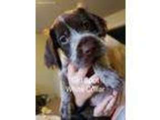 Wirehaired Pointing Griffon Puppy for sale in Ridgefield, WA, USA