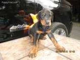 Doberman Pinscher Puppy for sale in Dickson, TN, USA