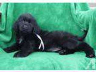 Newfoundland Puppy for sale in BONNIEVILLE, KY, USA