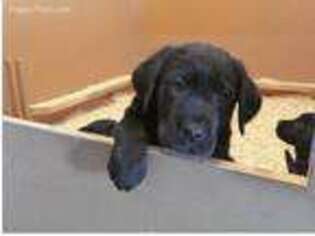 Labrador Retriever Puppy for sale in Stowe, VT, USA