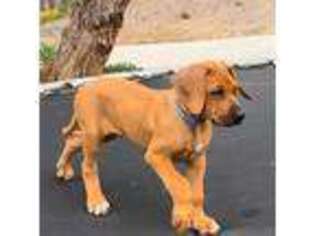 Rhodesian Ridgeback Puppy for sale in Escondido, CA, USA