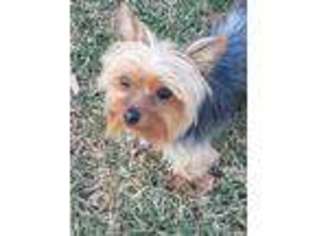 Yorkshire Terrier Puppy for sale in Frederick, MD, USA