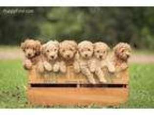 Goldendoodle Puppy for sale in Winthrop, MN, USA