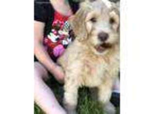 Goldendoodle Puppy for sale in Florence, OR, USA