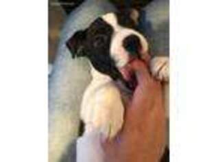Jack Russell Terrier Puppy for sale in Boca Raton, FL, USA
