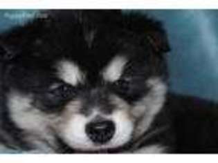 Alaskan Malamute Puppy for sale in Palmer, AK, USA