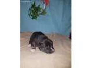 Mutt Puppy for sale in Wesley, IA, USA