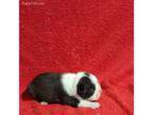 Boston Terrier Puppy for sale in Sullivan, IL, USA