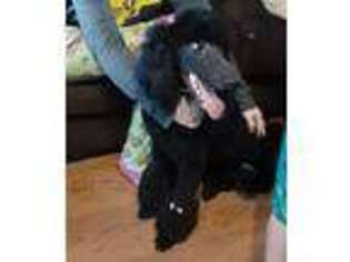 Mutt Puppy for sale in Benton City, WA, USA