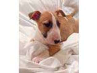 Bull Terrier Puppy for sale in SCOTTSDALE, AZ, USA