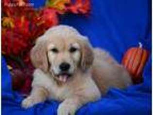 Golden Retriever Puppy for sale in Sparta, TN, USA