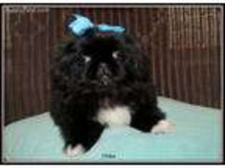 Pekingese Puppy for sale in Salley, SC, USA