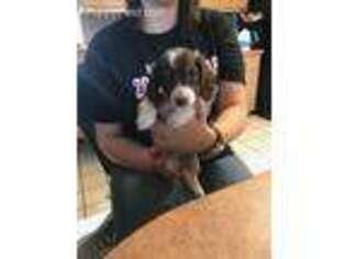 Dachshund Puppy for sale in Pinetta, FL, USA