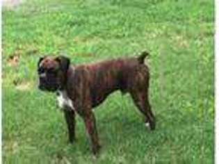 Boxer Puppy for sale in Woodbine, GA, USA