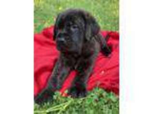 Mastiff Puppy for sale in Rainbow City, AL, USA