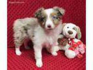 Australian Shepherd Puppy for sale in Blountville, TN, USA