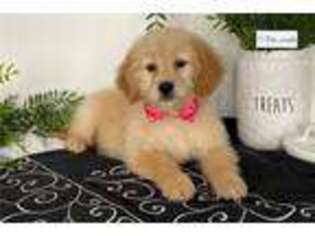 Goldendoodle Puppy for sale in South Bend, IN, USA