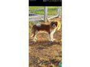 Cavalier King Charles Spaniel Puppy for sale in Granbury, TX, USA
