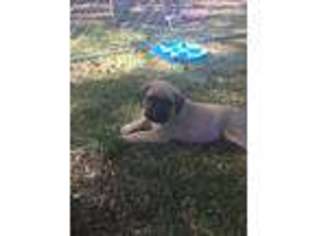 Mastiff Puppy for sale in Rockingham, NC, USA