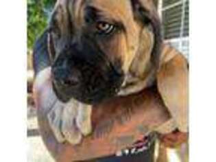 Cane Corso Puppy for sale in West Sacramento, CA, USA