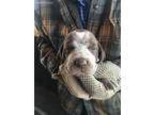 German Shorthaired Pointer Puppy for sale in Montrose, CO, USA