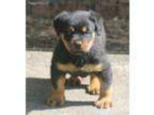 Rottweiler Puppy for sale in Dublin, GA, USA