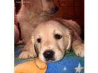 Golden Retriever Puppy for sale in Rockwood, PA, USA