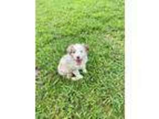 Australian Shepherd Puppy for sale in Miami, FL, USA