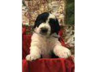 Mutt Puppy for sale in Snohomish, WA, USA