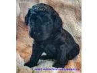 Labradoodle Puppy for sale in Sierra Vista, AZ, USA