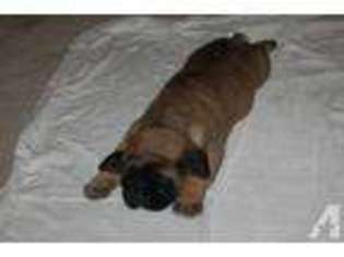 Mastiff Puppy for sale in MITCHELL, NE, USA