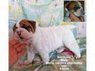 Bulldog Puppy for sale in Apple Valley, CA, USA