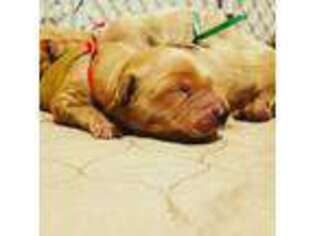 Golden Retriever Puppy for sale in Spring Branch, TX, USA