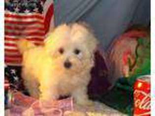 Maltese Puppy for sale in Magee, MS, USA